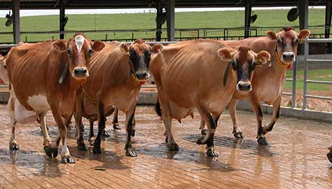 dairy
